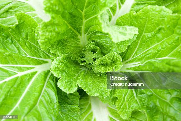 Lechuga Foto de stock y más banco de imágenes de Agricultura - Agricultura, Alimento, Aperitivo - Plato de comida