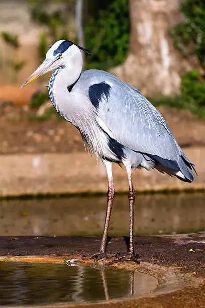 Gray heron in front of the small water