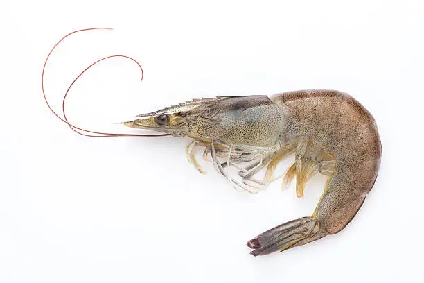 Photo of Raw shrimp