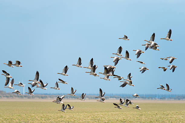 istock Flock of geese flying in sunlight 167231283