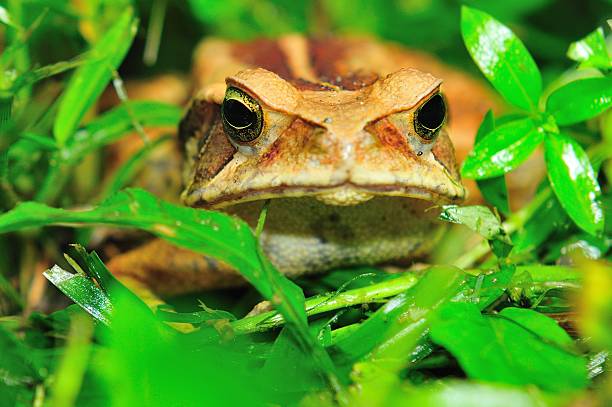 sapo - cane toad toad wildlife nature - fotografias e filmes do acervo