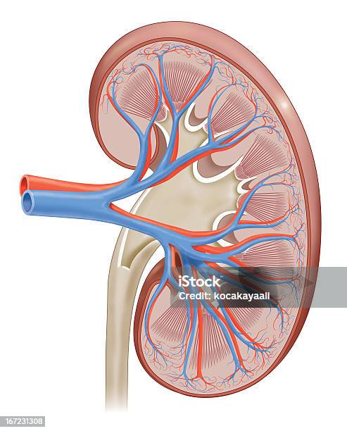 Kidney Stock Illustration - Download Image Now - Anatomy, Biology, Biomedical Illustration