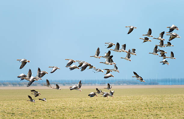 istock Flock of geese flying in sunlight 167231339