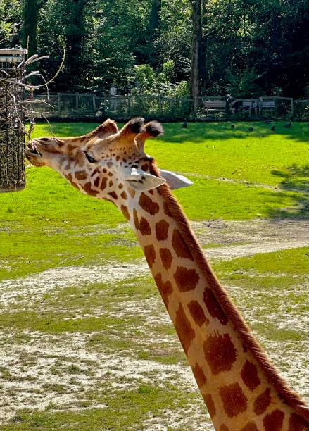 istock Little giraffe in the zoo 1672316515