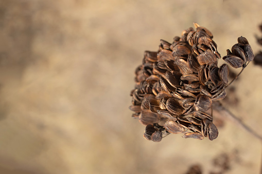 dried acacia leaves