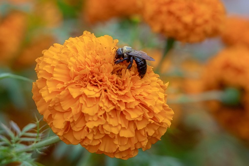 A bumblebee head first in a yellow zinnia, symbolic of deep study, probing, and relentless exploration.