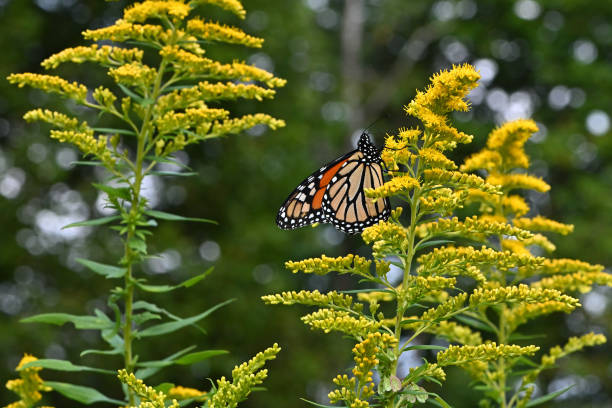Monarch butterfly migrating in goldenrod season, September, Connecticut