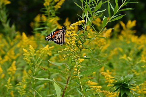 Monarch butterfly in goldenrod landscape, September, Connecticut