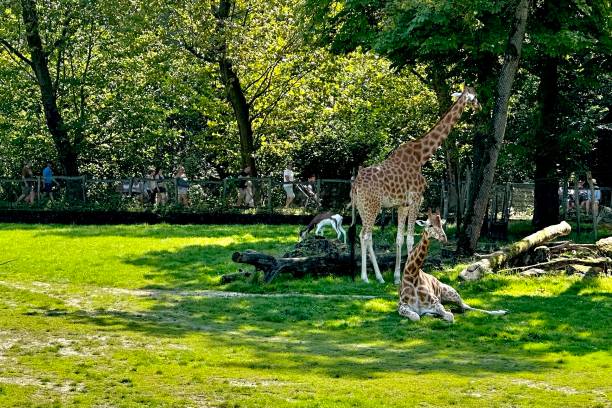 istock Little giraffes in the zoo 1672321361