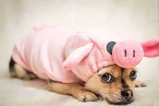 A chihuahua pug mix wears a pink piggy suit and portrays complex emotions and concepts such as embarrassment, regret, sadness, ennui and simmering rage.