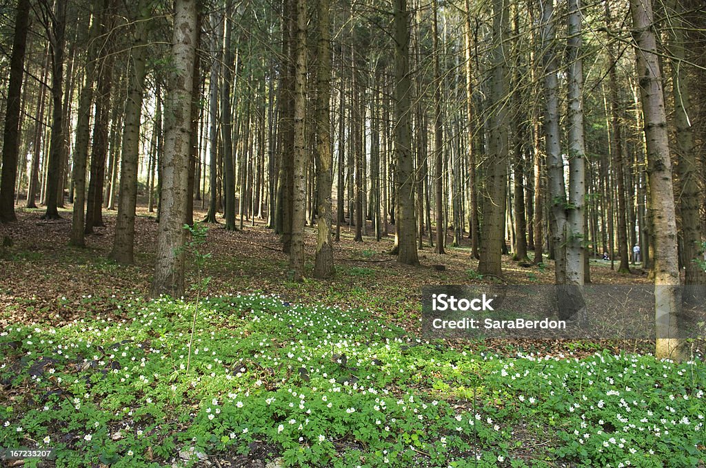 foresta - Foto stock royalty-free di Albero