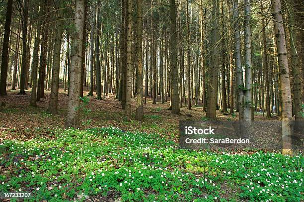 Foresta - Fotografie stock e altre immagini di Albero - Albero, Ambientazione esterna, Area selvatica