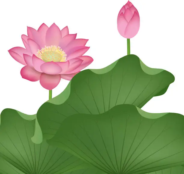 Vector illustration of Lotus