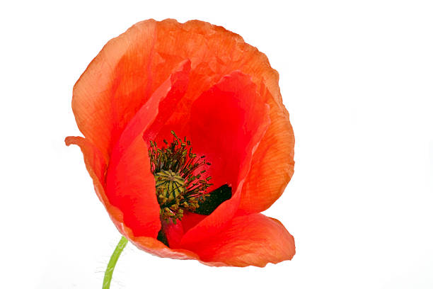 istock Red poppy flower close up 167233455