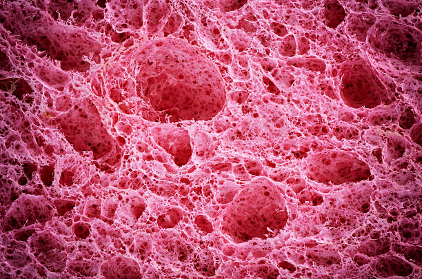 Biological texture. stock photo