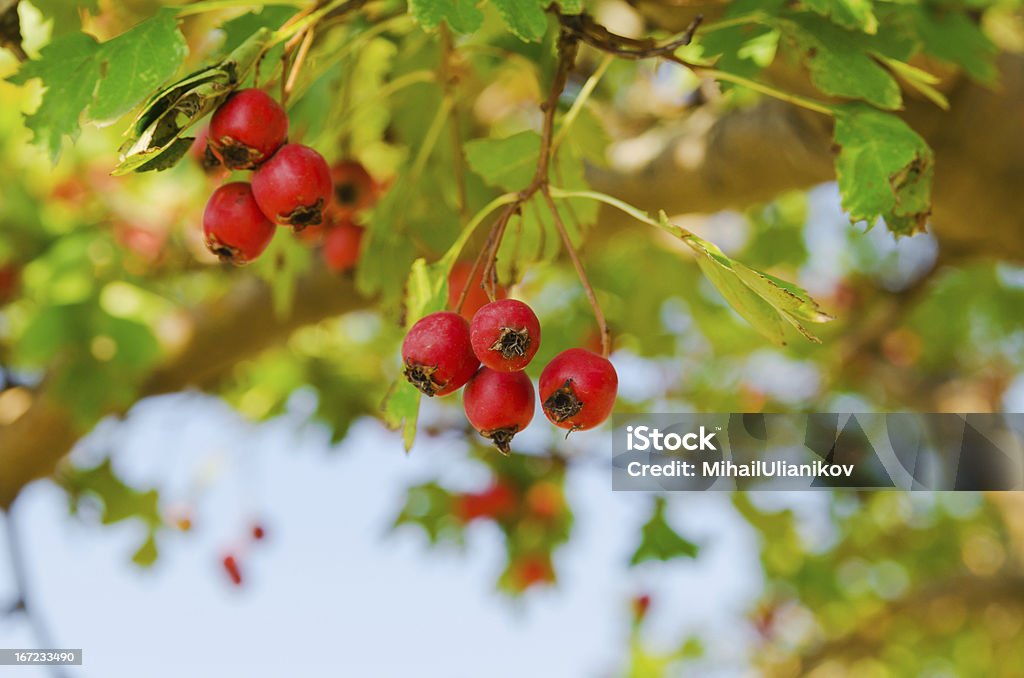 red vitaminic zdrowe berry na branch. dojrzałe jedzenie - Zbiór zdjęć royalty-free (Bez ludzi)