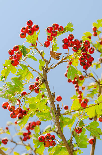 red vitaminic gesunde beere auf einer filiale herausfinden. ältere speisen - berry fruit refreshment rural scene vertical stock-fotos und bilder