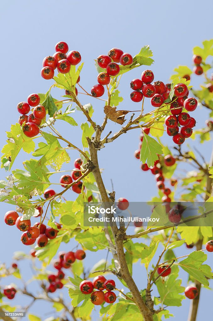 vitaminic здоровый красный ягодный на branch. зрелые питание - Стоковые фото Без людей роялти-фри