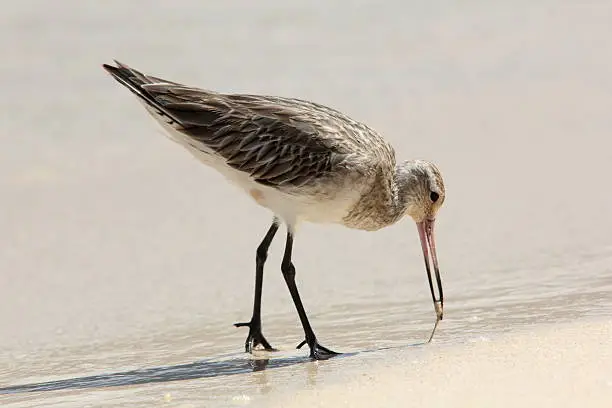 Photo of Hudsonian Godwit Feeding on a Caribbean Shoreline.