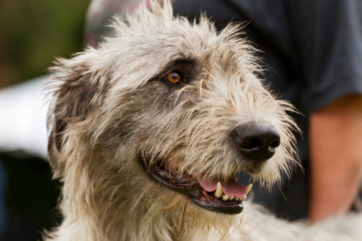 Close up portrait of an Irish Wolfhound, looking towards his right