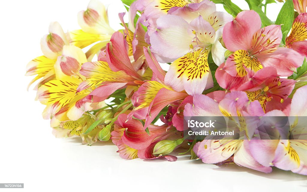 Bouquet de Alstromère - Photo de Alstromère libre de droits