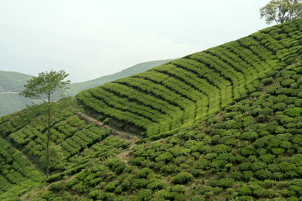 istock Tea Garden on Mountain Slope 167234380