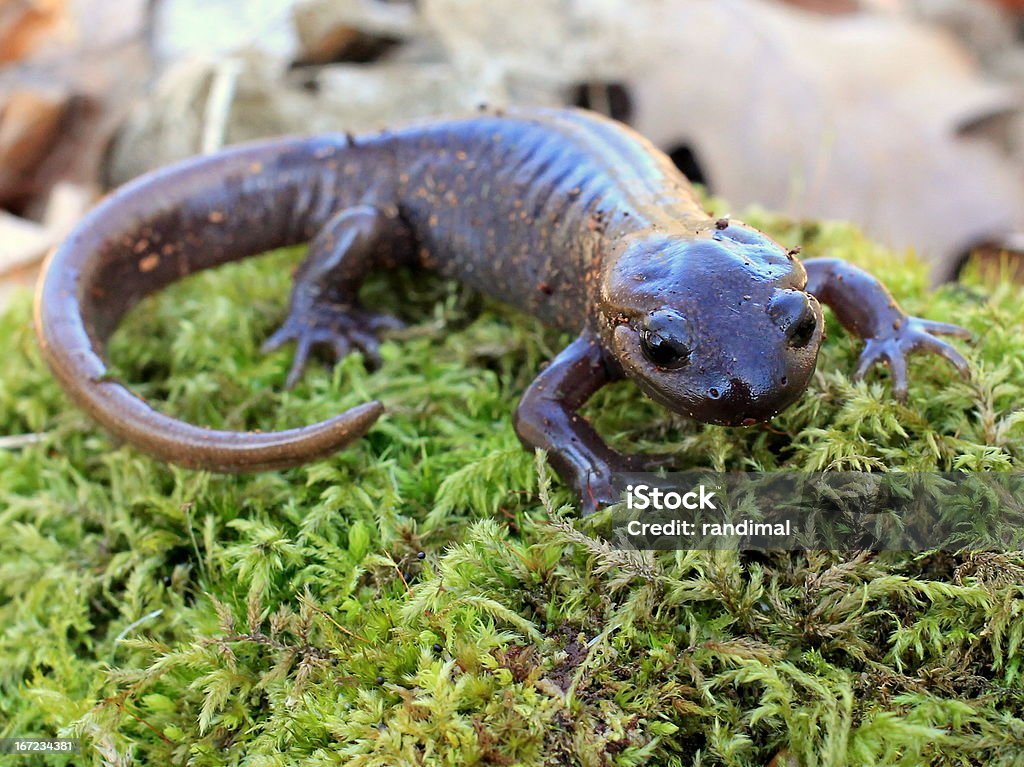 Northwestern Salamandre sur Moss - Photo de Salamandre libre de droits