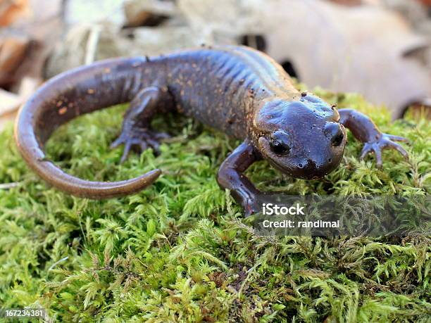 Photo libre de droit de Northwestern Salamandre Sur Moss banque d'images et plus d'images libres de droit de Salamandre - Salamandre, Amphibien, Animaux à l'état sauvage