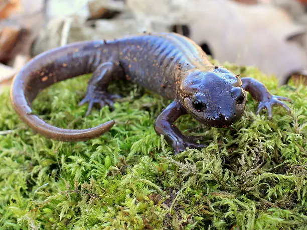 A Northwestern Salamander on moss in Western Washington