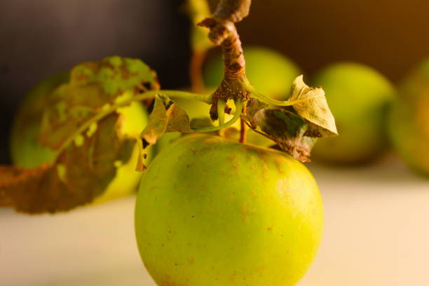 A photo of a green apple with a branch coming out the top of it on a desk.
