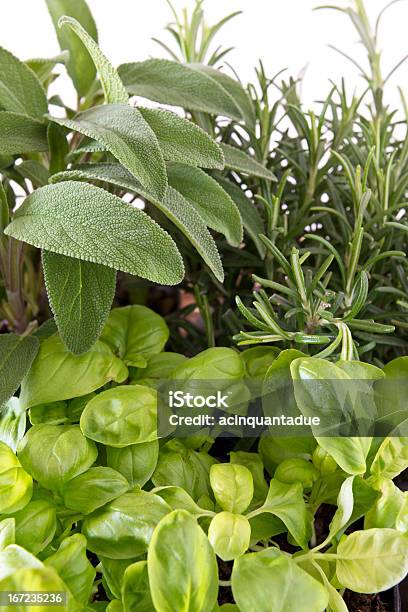 Closeup Of Aromatic Herbs On White Background Stock Photo - Download Image Now - Basil, Close-up, Cooking
