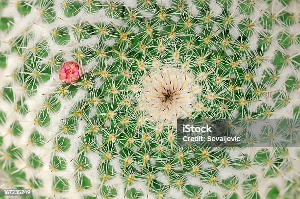 Cactus Stock Photo - Download Image Now - Barrel Cactus, Cactus, Close-up