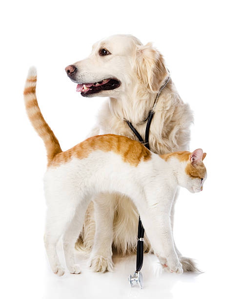 istock Cat and dog looking away 167235272
