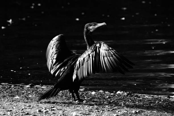 istock Low Key Monochrome Cormorant 1672355485