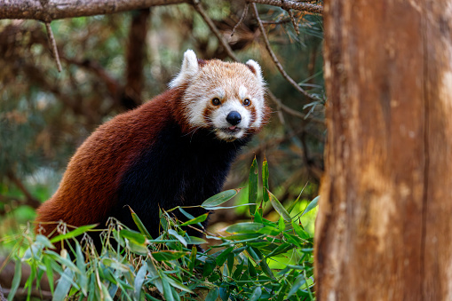 Portrait of Ailuridae Red Panda eating bamboo leaves