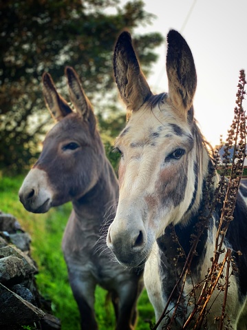 Two donkeys hanging out on a summer evening on the Wild Atlantic Way Cork Ireland