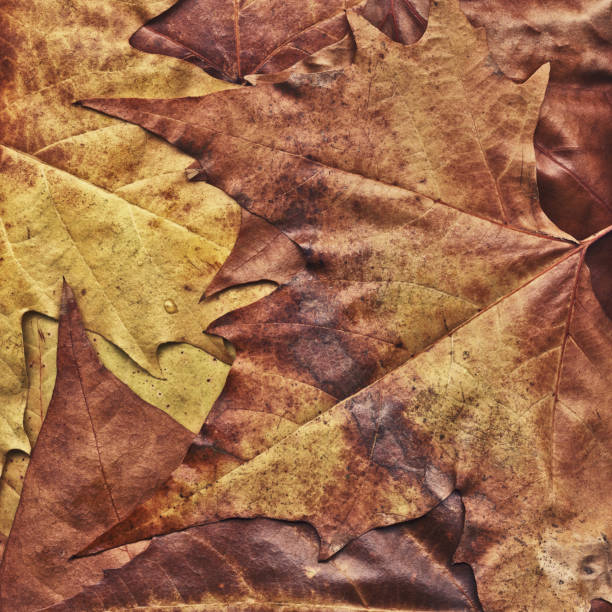 This Hi-Res Autumn Dry Fallen Maple Leaves Backdrop is excellent choice for implementation in various CG design projects. 