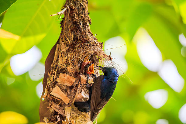 istock Male sunbird feeding young 167236961