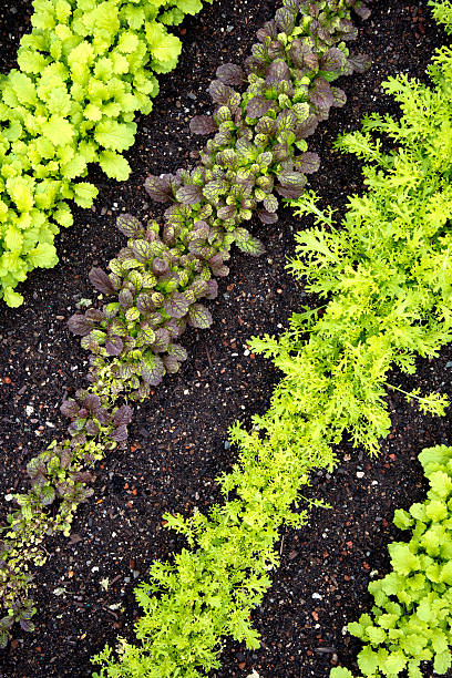Rows of sprouting Mizuna and Red Rain Asian Greens growing in the garden.