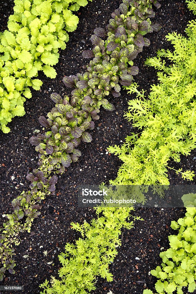 Rows of Fresh, Baby Asian Greens Rows of sprouting Mizuna and Red Rain Asian Greens growing in the garden. Vegetable Garden Stock Photo