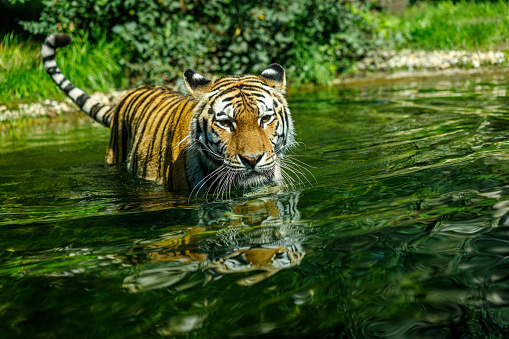 Sibirian Amur Tiger goes swimming in the lake