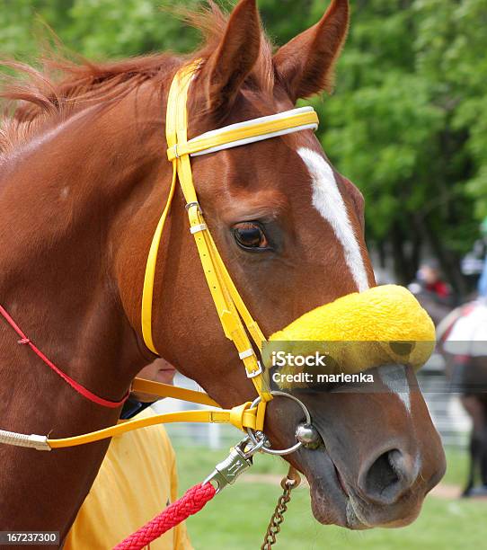 Cabeza De Caballo Foto de stock y más banco de imágenes de Animal - Animal, Animal doméstico, Arabia