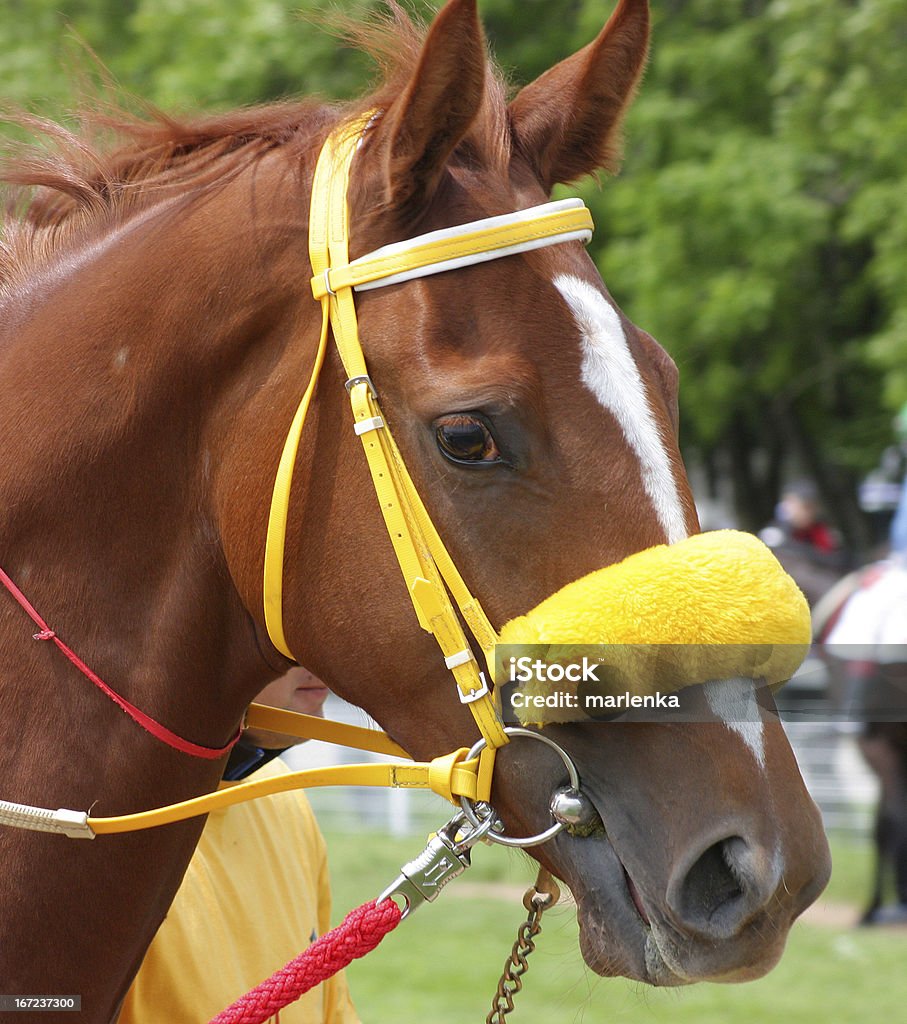 Testa di cavallo - Foto stock royalty-free di Animale