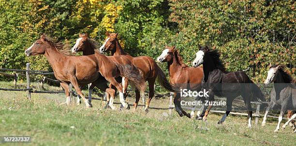 Lote De Cavalos Em Execução Pasturage - Fotografias de stock e mais imagens de Alazão - Cor de Cavalo - Alazão - Cor de Cavalo, Animal, Animal Doméstico
