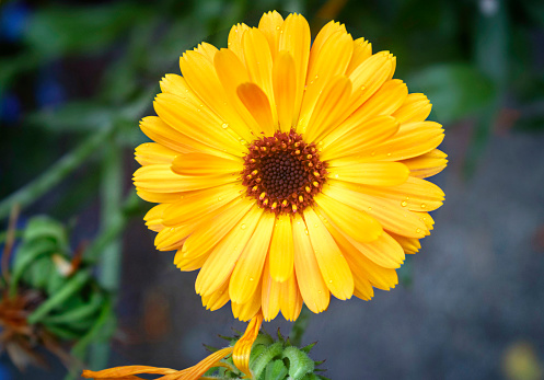 beautiful and colourful flower with yellow petals