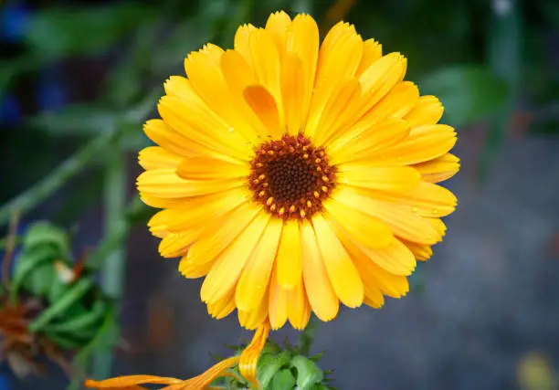 Photo of yellow flower