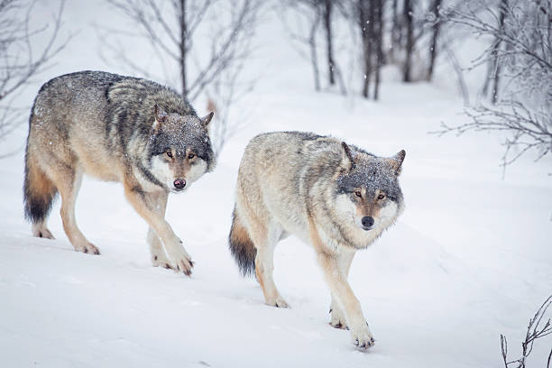 wolf pack sneakers invernali paesaggio - wolf norway woods winter foto e immagini stock