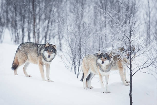 tre lupi nella neve - wolf norway woods winter foto e immagini stock