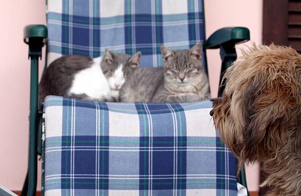 istock Dog looks cats 167239854