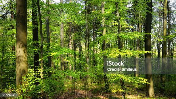 Frühling Die Sonne Scheint In Den Wald Stockfoto und mehr Bilder von Ast - Pflanzenbestandteil - Ast - Pflanzenbestandteil, Baum, Blatt - Pflanzenbestandteile